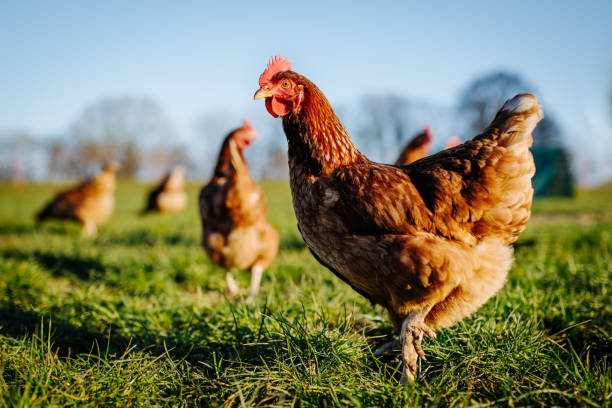 Volatys s'engage dans le respect du bien-être animal.